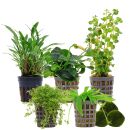 Aquarienpflanzen Set - 60 Liter - Grün - einfach -...