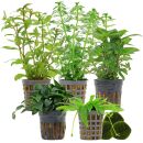 Aquarienpflanzen Set - 60 Liter - Grün - einfach -...
