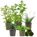 Aquarienpflanzen Set - 60 Liter - Grün - einfach -...