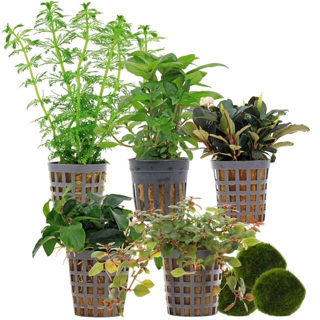 Aquarienpflanzen Set - 60 Liter - Farbig - einfach - Nr. 01