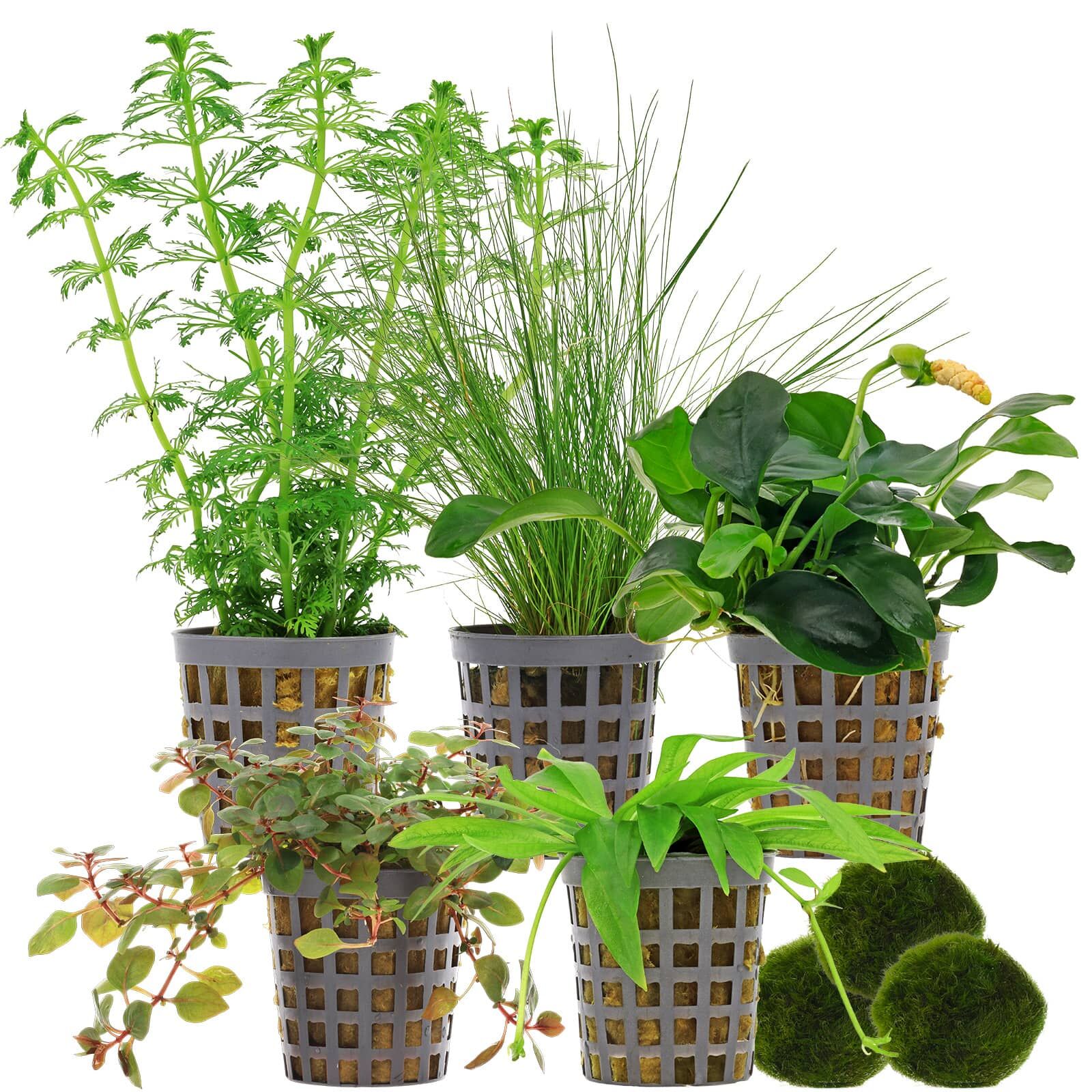 Aquarienpflanzen Set - 60 Liter - Farbig - einfach - Nr. 02