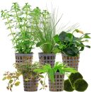 Aquarienpflanzen Set - 60 Liter - Farbig - einfach - Nr....