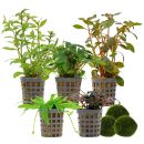 Aquarienpflanzen Set - 60 Liter - Farbig - einfach - Nr....