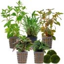 Aquarienpflanzen Set - 60 Liter - Farbig - einfach - Nr....