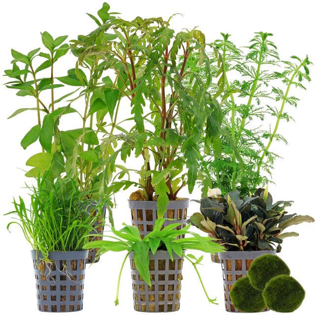 Aquarienpflanzen Set - 60 Liter - Gr&uuml;n - mittel - Nr. 01