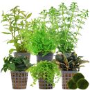 Aquarienpflanzen Set - 60 Liter - Grün - mittel -...