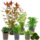 Aquarienpflanzen Set - 60 Liter - Grün - mittel -...