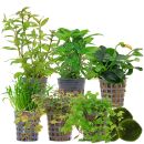 Aquarienpflanzen Set - 60 Liter - Farbig - mittel - Nr....