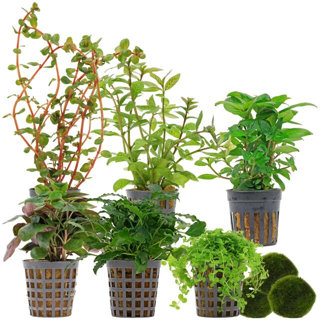 Aquarium Plant Set - 60 Liters - Colorful - Medium - No. 05