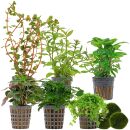 Aquarienpflanzen Set - 60 Liter - Farbig - mittel - Nr....