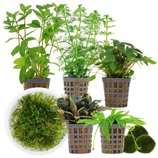 Aquarienpflanzen Set - 60 Liter - Garnelen - Gr&uuml;n - einfach - Nr. 01