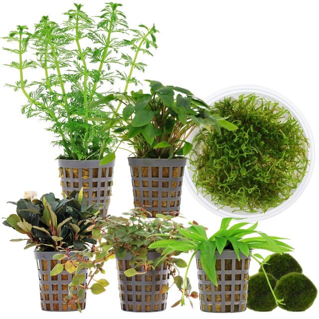 Aquarienpflanzen Set - 60 Liter - Garnelen - Farbig - einfach - Nr. 01