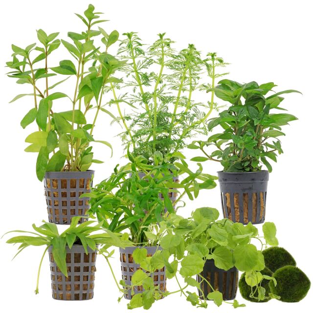 Aquarienpflanzen Set - 60 Liter - Algenkiller - Gr&uuml;n - einfach - Nr. 01