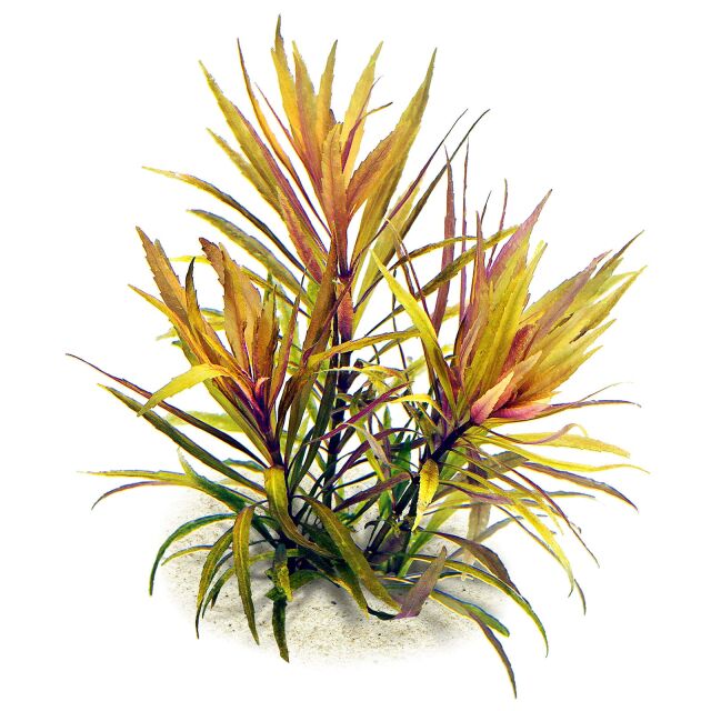 Pogostemon stellatus "Broad Leaf"