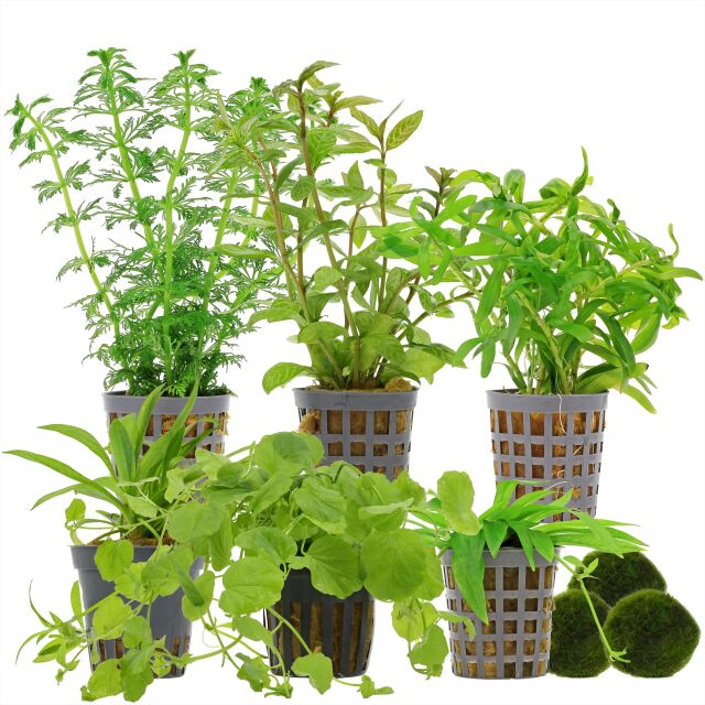 Aquarienpflanzen Set - 60 Liter - Algenkiller - Gr&uuml;n - einfach - Nr. 02