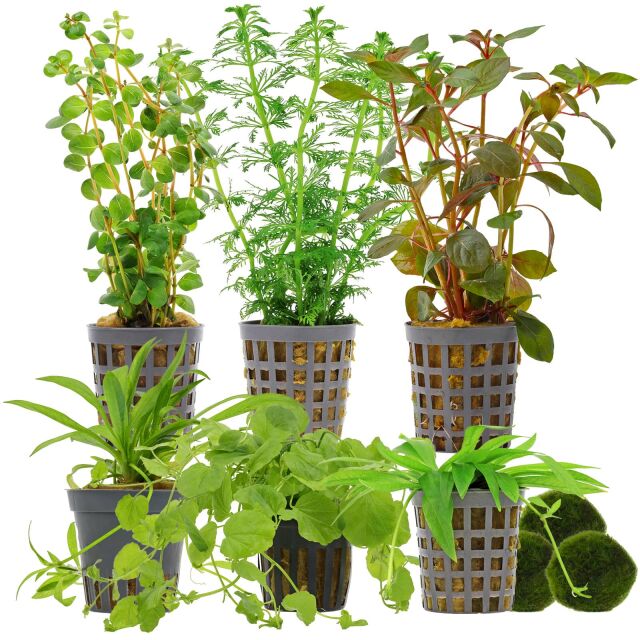 Aquarienpflanzen Set - 60 Liter - Algenkiller - Farbig - einfach - Nr. 02