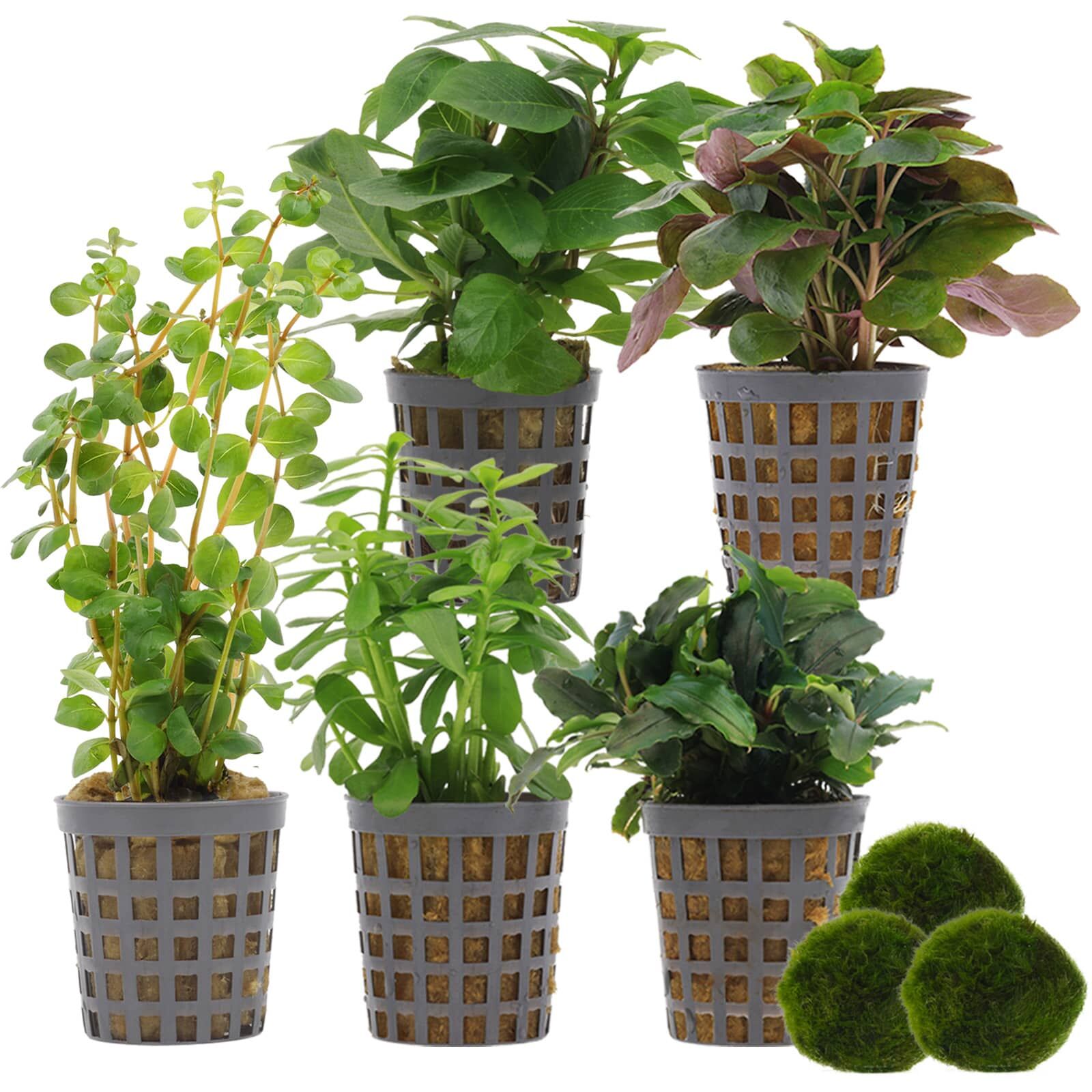 Aquarienpflanzen Set - 30 Liter - Gr&uuml;n - einfach - Nr. 02