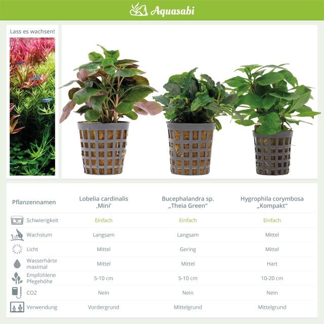 Aquarienpflanzen Set - 30 Liter - Gr&uuml;n - einfach - Nr. 02