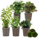 Aquarienpflanzen Set - 30 Liter - Grün - einfach -...