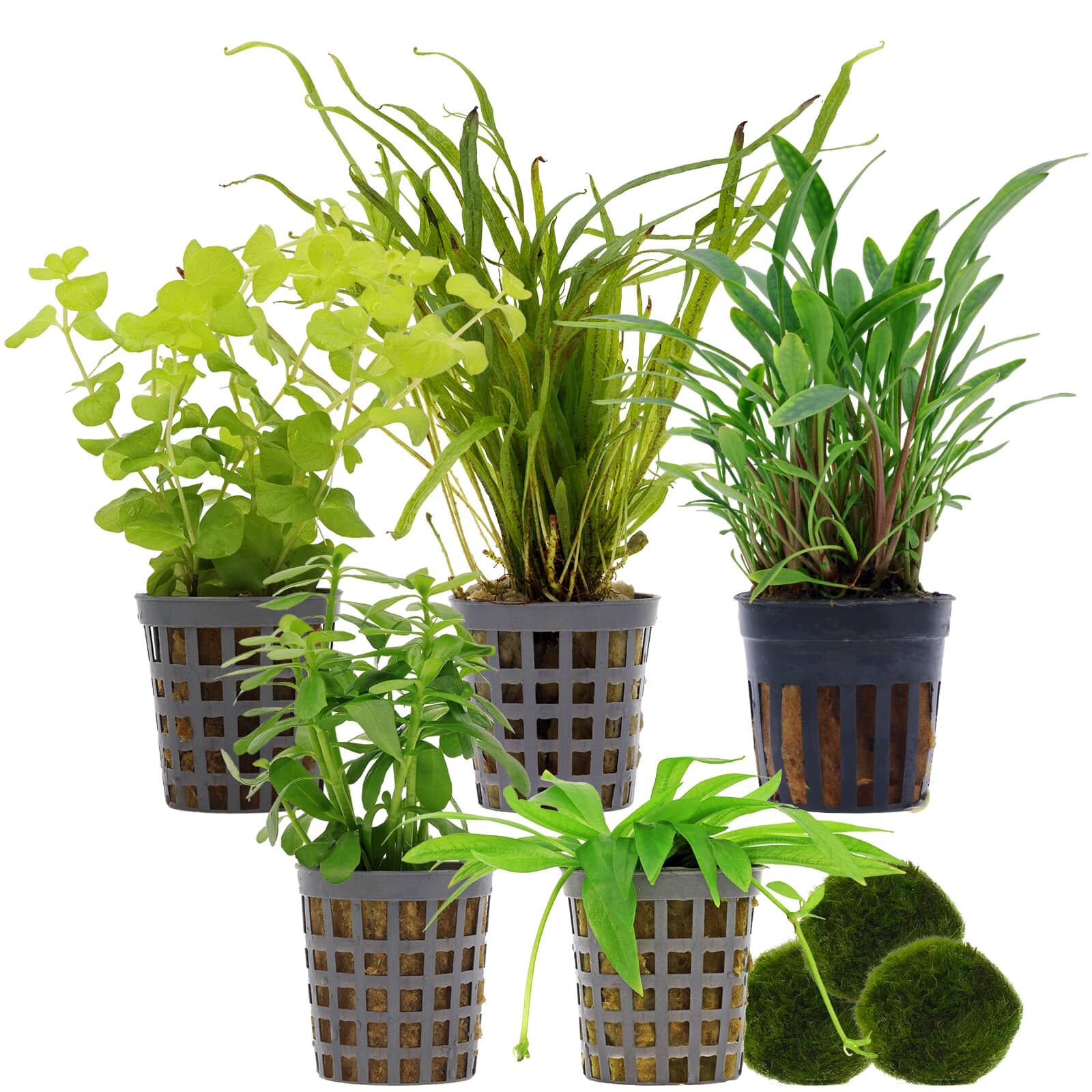 Aquarium Plant Set - 30 Liters - Green - Easy - No. 04
