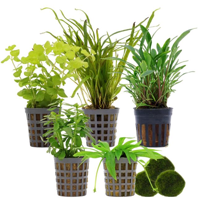 Aquarium Plant Set - 30 Liters - Green - Easy - No. 04