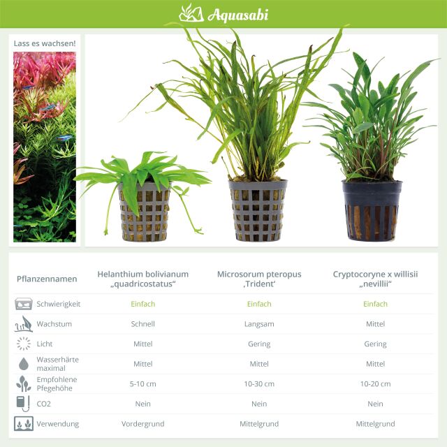 Aquarium Plant Set - 30 Liters - Green - Easy - No. 04