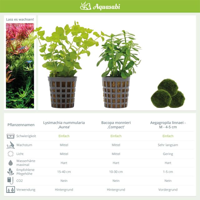 Aquarium Plant Set - 30 Liters - Green - Easy - No. 04