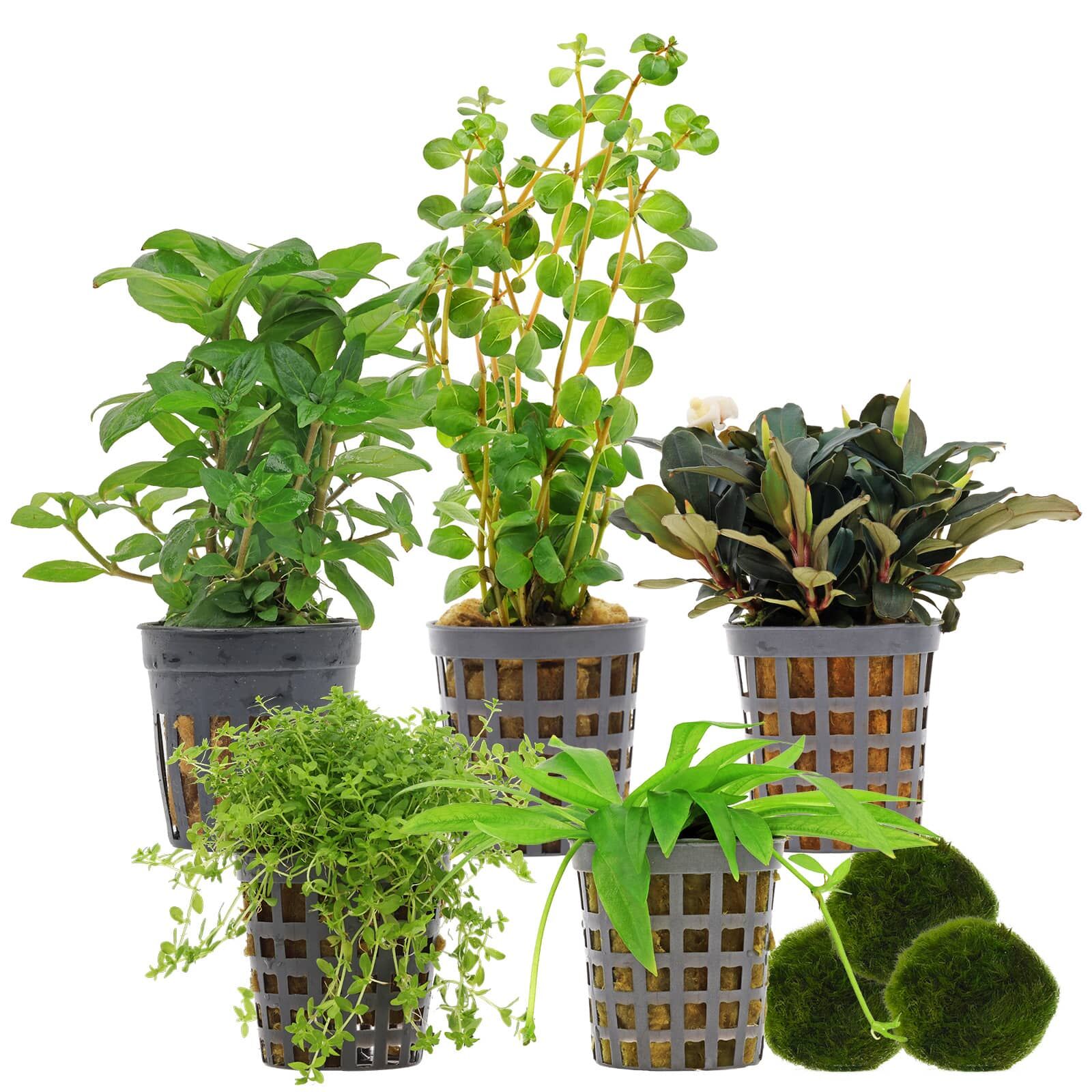 Aquarienpflanzen Set - 30 Liter - Gr&uuml;n - einfach - Nr. 05