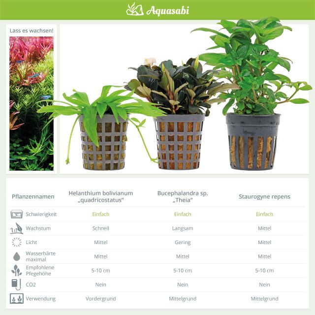 Aquarienpflanzen Set - 30 Liter - Gr&uuml;n - einfach - Nr. 05