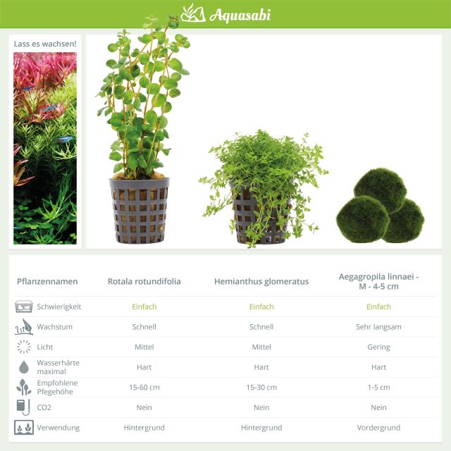 Aquarienpflanzen Set - 30 Liter - Gr&uuml;n - einfach - Nr. 05