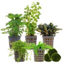 Aquarienpflanzen Set - 30 Liter - Grün - einfach -...
