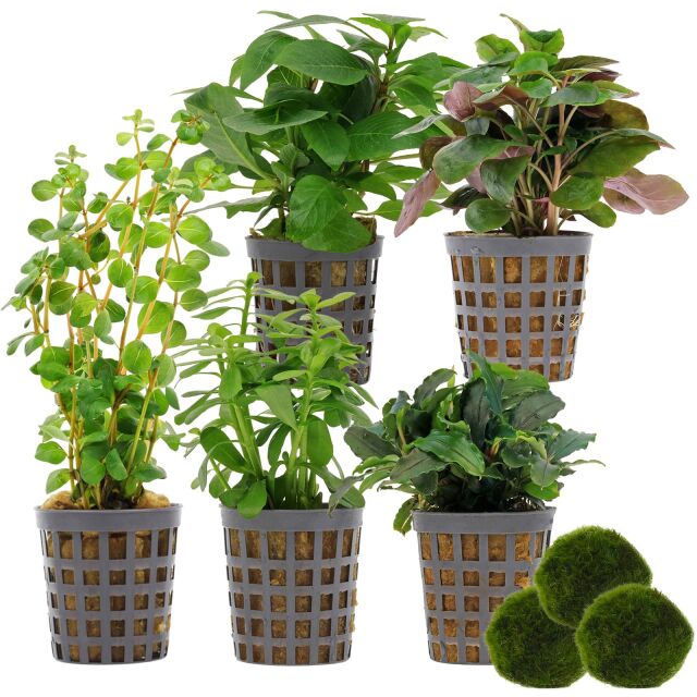 Aquarienpflanzen Set - 30 Liter - Gr&uuml;n - einfach - Nr. 02