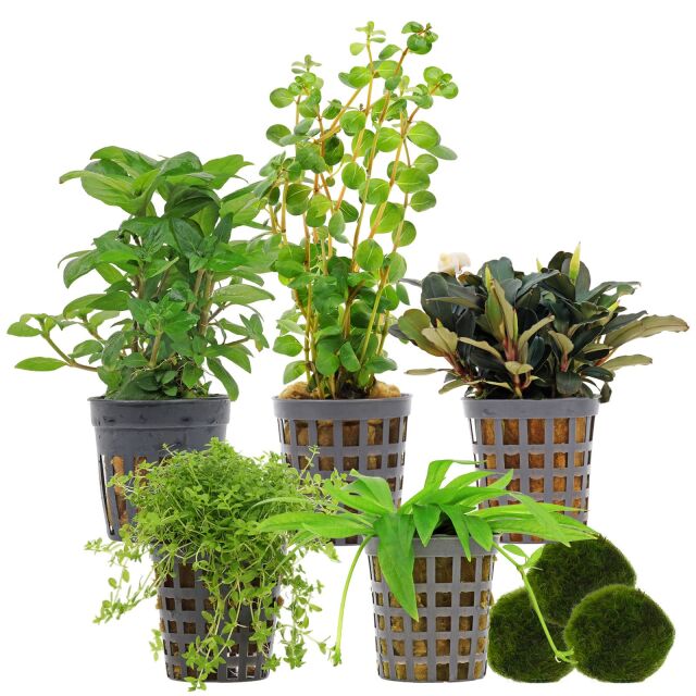 Aquarienpflanzen Set - 30 Liter - Gr&uuml;n - einfach - Nr. 05