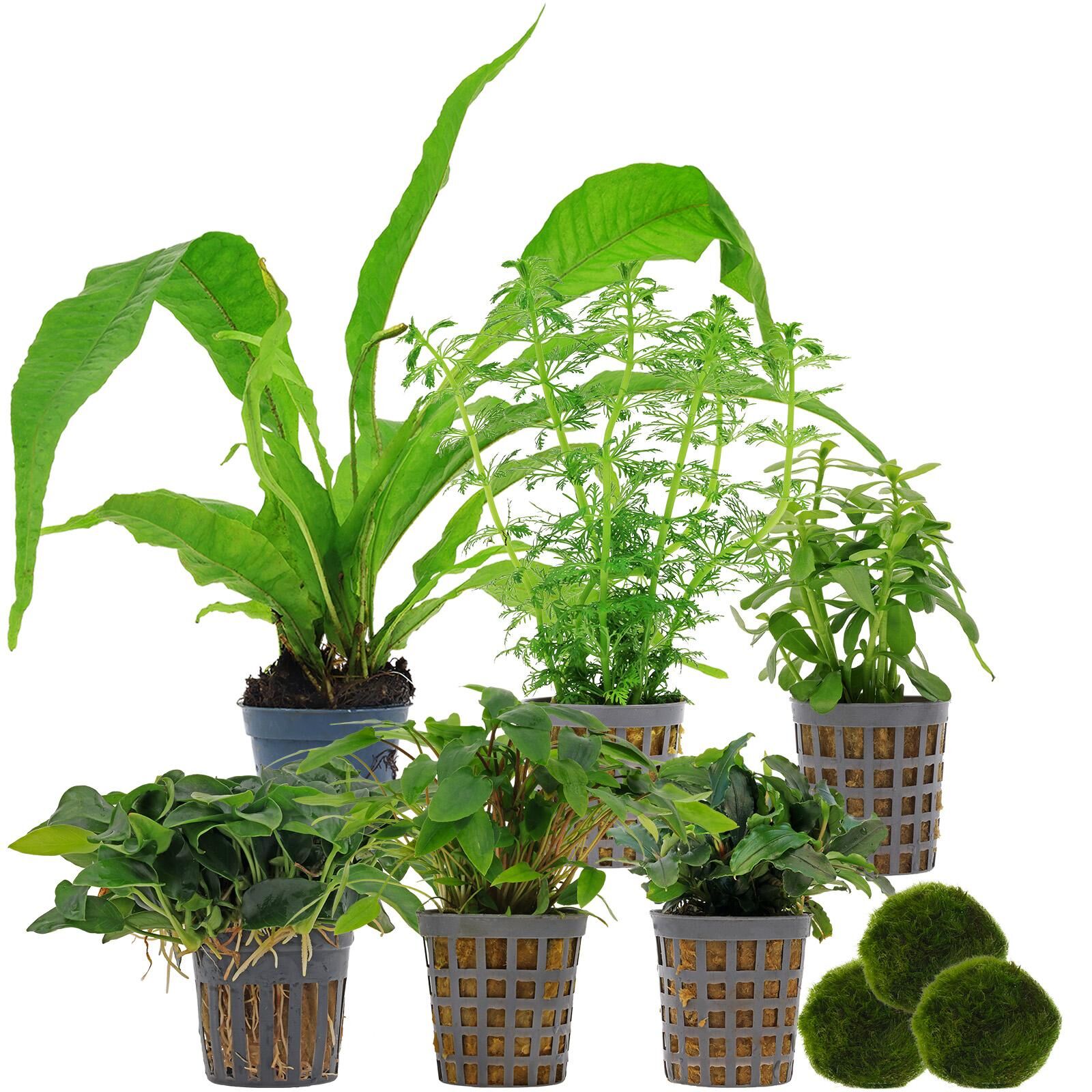 Aquarienpflanzen Set - 60 Liter - Wenig Pflegeaufwand - Nr. 01