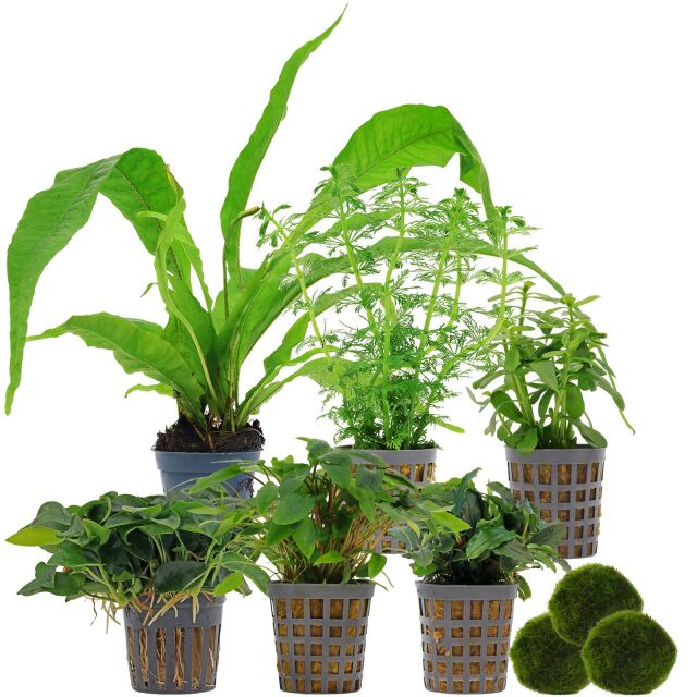 Aquarienpflanzen Set - 60 Liter - Wenig Pflegeaufwand - Nr. 01