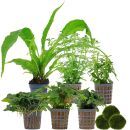 Aquarienpflanzen Set - 60 Liter - Wenig Pflegeaufwand -...
