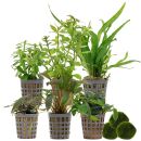 Aquarienpflanzen Set - 60 Liter - Wenig Pflegeaufwand -...