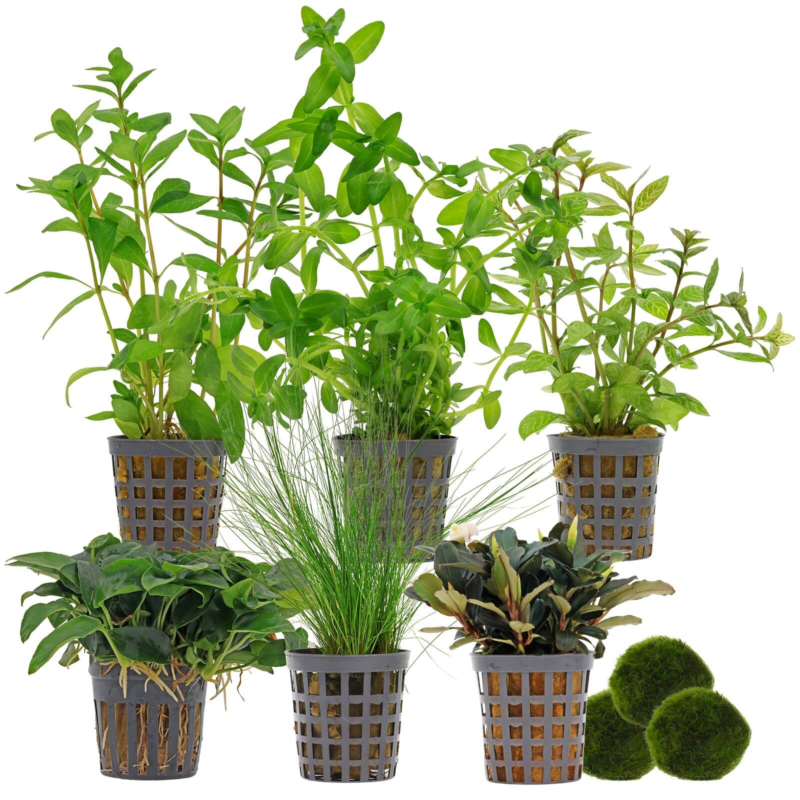 Aquarienpflanzen Set - 120 Liter - Gr&uuml;n - einfach - Nr. 01