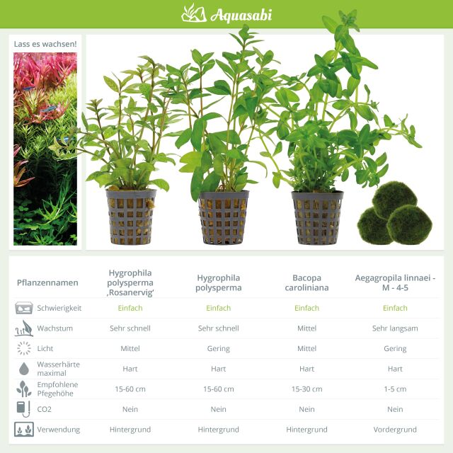 Aquarienpflanzen Set - 120 Liter - Gr&uuml;n - einfach - Nr. 01