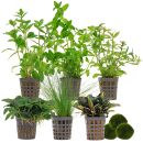 Aquarienpflanzen Set - 120 Liter - Grün - einfach -...
