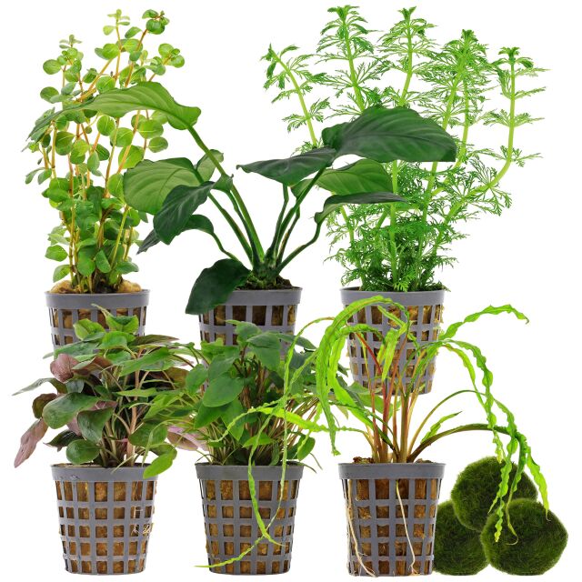 Aquarium Plant Set - 120 Liters - Green - Easy - No. 02