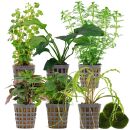 Aquarienpflanzen Set - 120 Liter - Grün - einfach -...