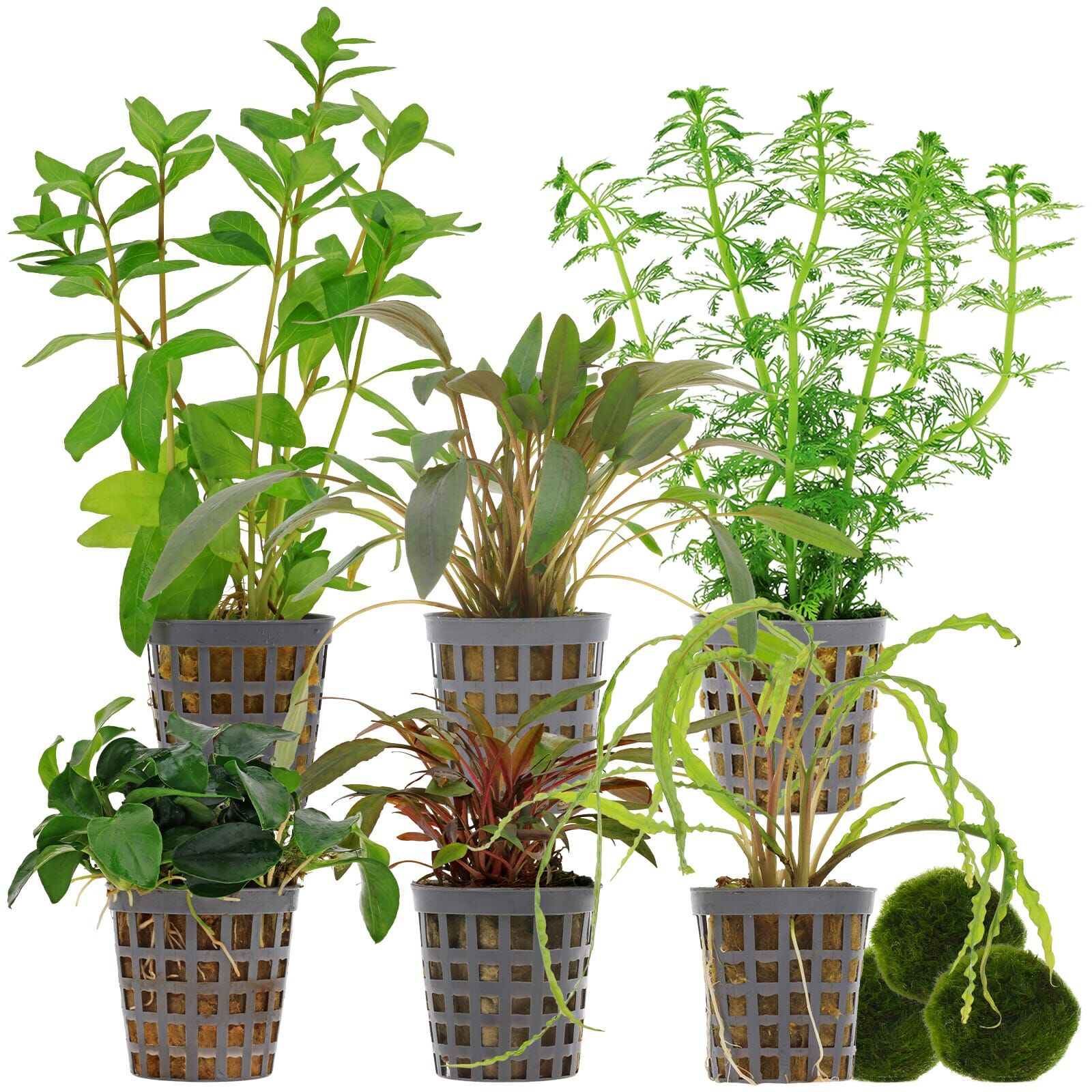 Aquarienpflanzen Set - 120 Liter - Gr&uuml;n - einfach - Nr. 03