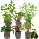 Aquarienpflanzen Set - 120 Liter - Grün - einfach -...