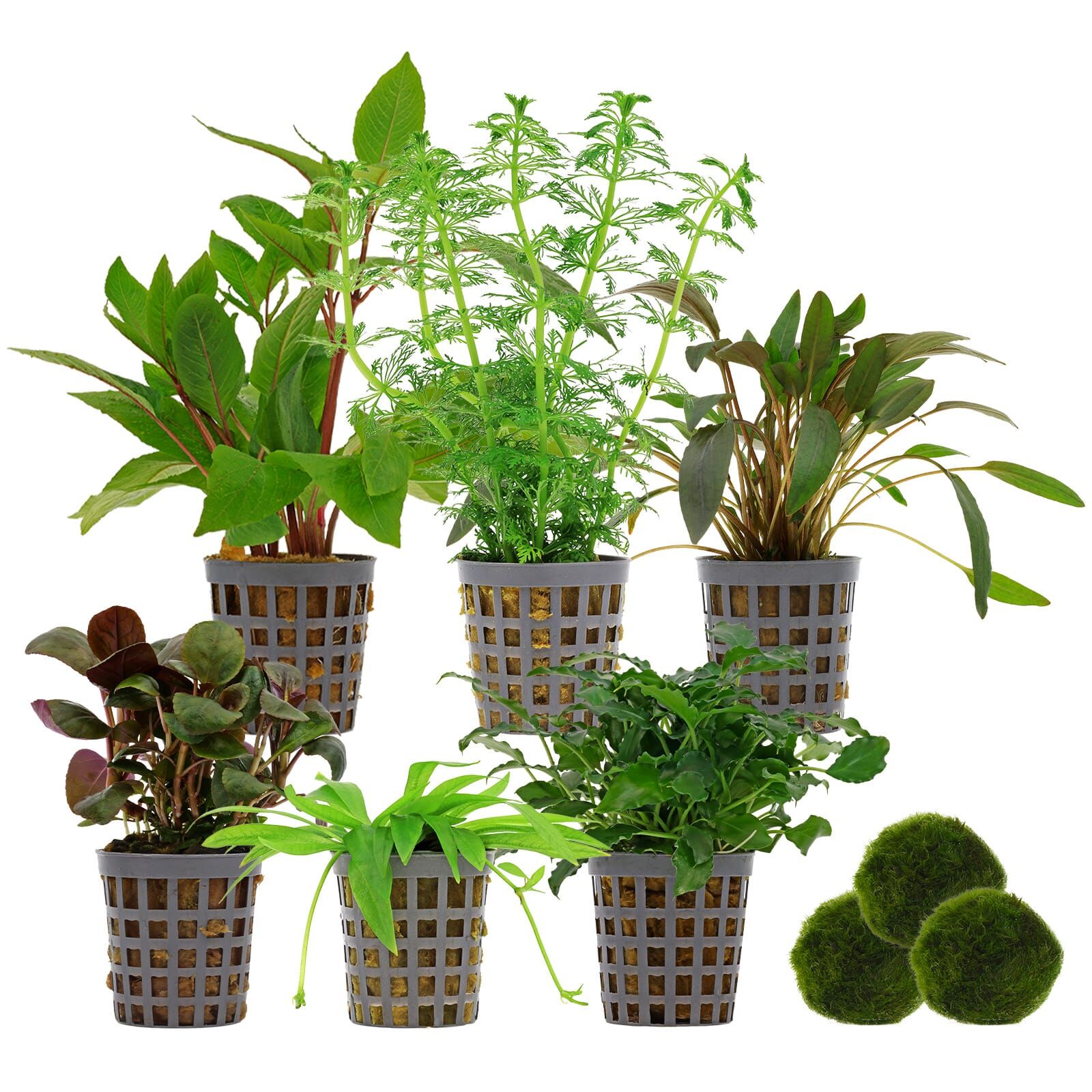 Aquarium Plant Set - 120 Liters - Green - Easy - No. 04