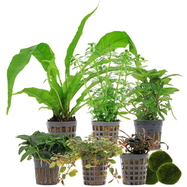 Aquarienpflanzen Set - 120 Liter - Farbig - einfach - Nr. 01