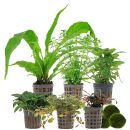 Aquarienpflanzen Set - 120 Liter - Farbig - einfach - Nr. 01