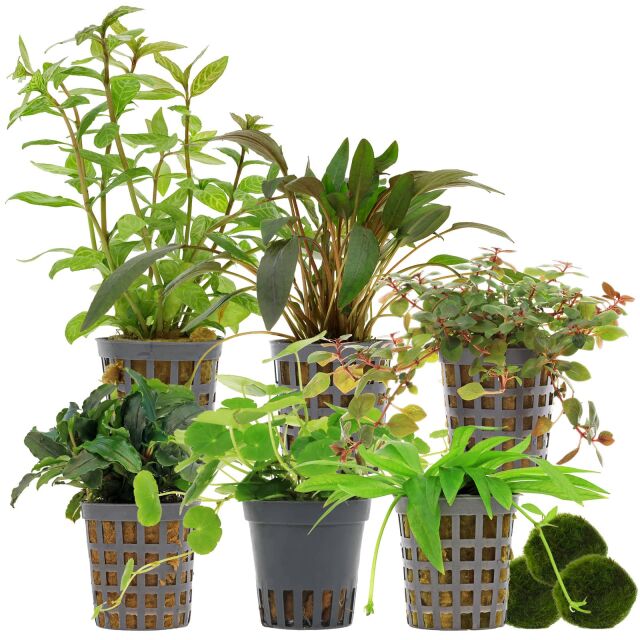 Aquarium Plant Set - 120 Liters - Colorful - Easy - No. 02