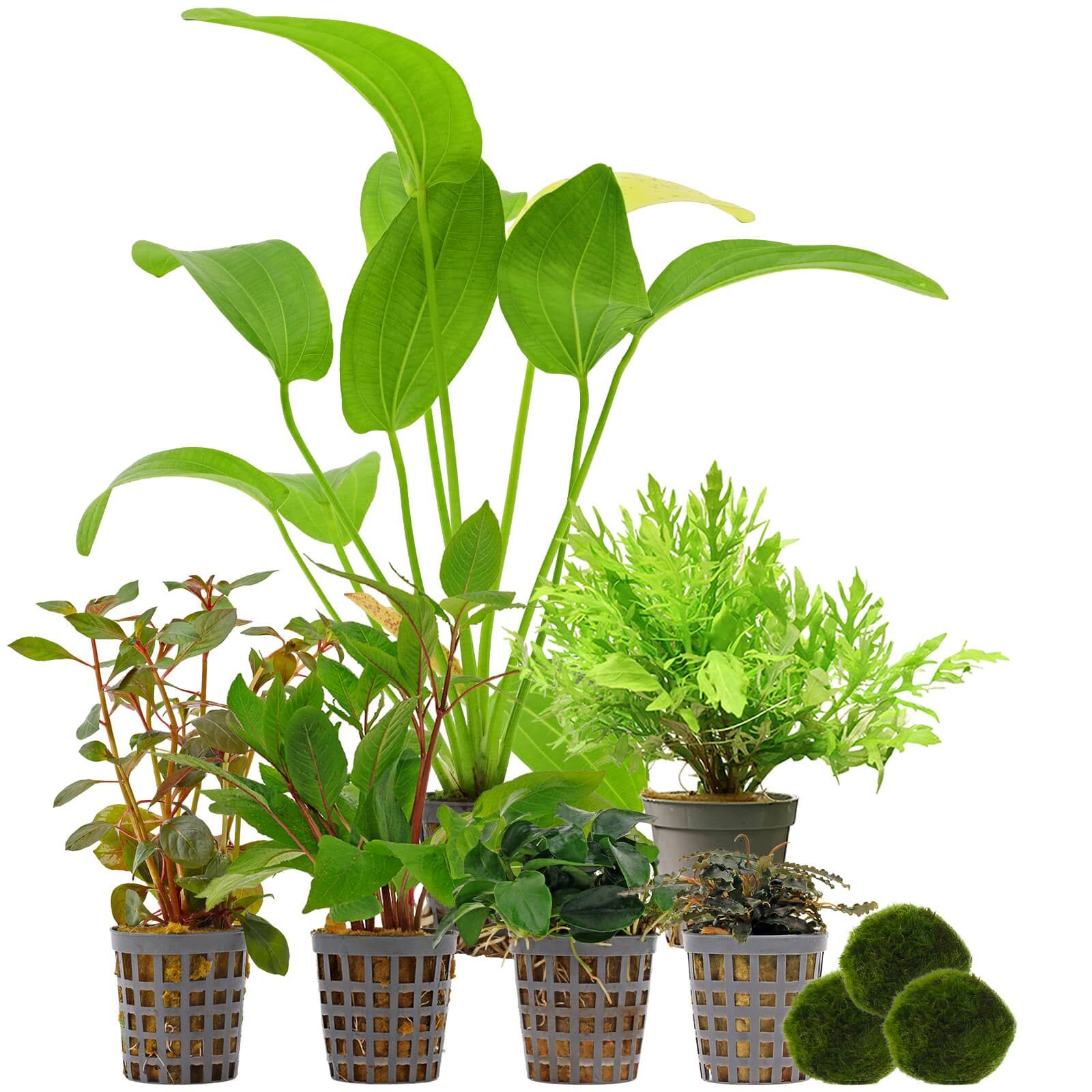 Aquarienpflanzen Set - 120 Liter - Farbig - einfach - Nr. 03