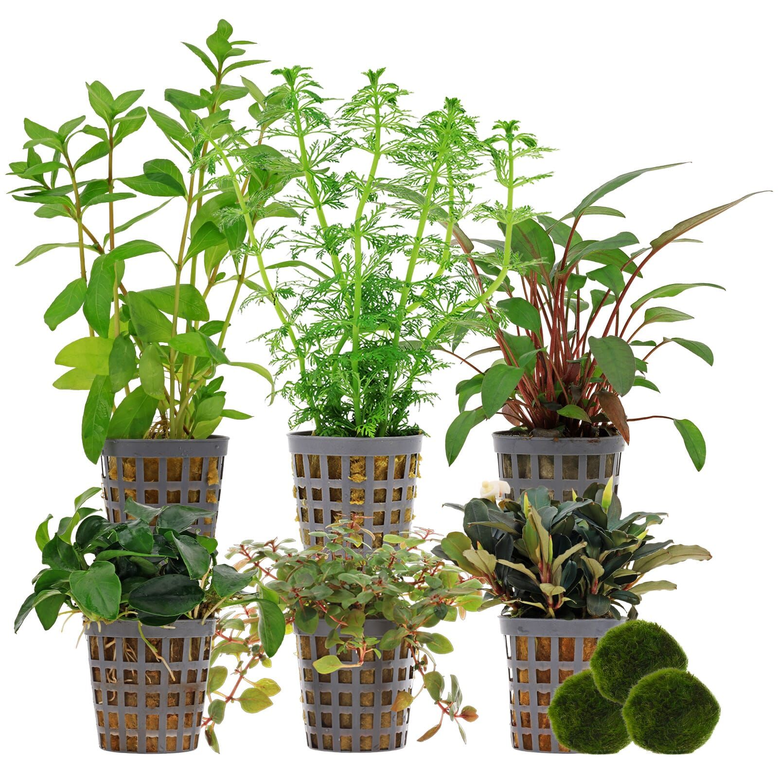 Aquarienpflanzen Set - 120 Liter - Farbig - einfach - Nr. 04